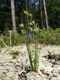 Attēlu rezultāti vaicājumam “Juncus capitatus”