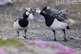 Attēlu rezultāti vaicājumam “Branta leucopsis”