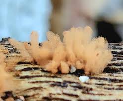 Attēlu rezultāti vaicājumam “Arcyria affinis stalked”