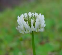 Attēlu rezultāti vaicājumam “Trifolium repens”
