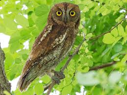 Image result for Otus scops