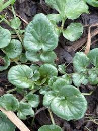 Attēlu rezultāti vaicājumam “Barbarea vulgaris subsp. arcuata fruit”