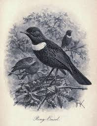 Image result for Turdus torquatus