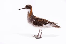 Attēlu rezultāti vaicājumam “Phalaropus lobatus”