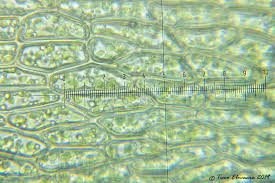 Attēlu rezultāti vaicājumam “Pohlia sphagnicola”