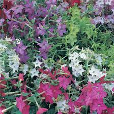 Image result for Nicotiana x sanderae `Perfume`F1