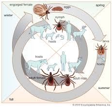 Attēlu rezultāti vaicājumam “Ixodes”