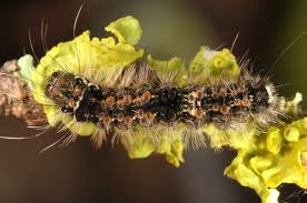 Attēlu rezultāti vaicājumam “Eilema sororcula”