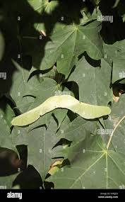 Attēlu rezultāti vaicājumam “Acer platanoides fruit”