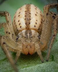 Attēlu rezultāti vaicājumam “Philodromidae”