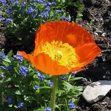 Image result for Papaver nudicaule