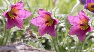 Image result for Pulsatilla