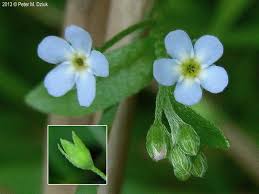 Attēlu rezultāti vaicājumam “Myosotis”