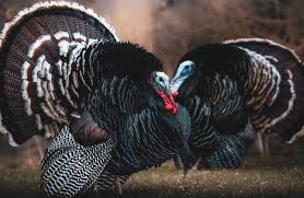 Attēlu rezultāti vaicājumam “Meleagris”