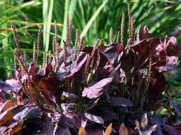 Attēlu rezultāti vaicājumam “Plantago uniflora leaf”