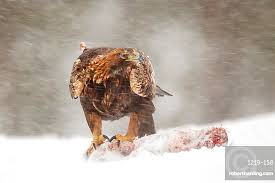 Attēlu rezultāti vaicājumam “Aquila chrysaetos adult”