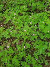 Attēlu rezultāti vaicājumam “Geranium robertianum leaf”