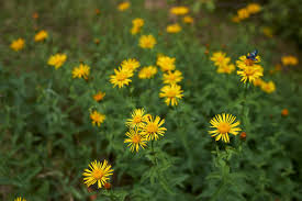 Attēlu rezultāti vaicājumam “Inula salicina leaf”