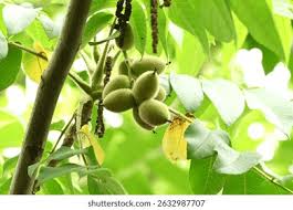 Attēlu rezultāti vaicājumam “Juglans mandshurica male flower”