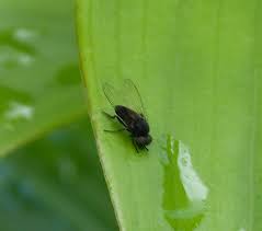 Attēlu rezultāti vaicājumam “Platypezidae”