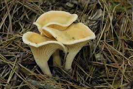 Attēlu rezultāti vaicājumam “Hygrophoropsis aurantiaca”