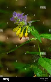 Attēlu rezultāti vaicājumam “Melampyrum nemorosum flower”