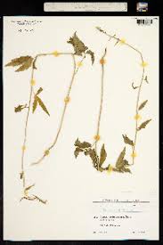 Attēlu rezultāti vaicājumam “Cardamine bulbifera”