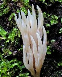 Attēlu rezultāti vaicājumam “Tremellodendropsis tuberosa”