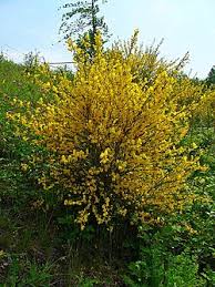 Image result for Cytisus scoparius