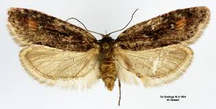 Attēlu rezultāti vaicājumam “Semioscopis oculella”