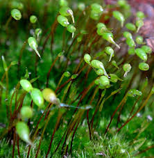 Attēlu rezultāti vaicājumam “Rhynchostegiella tenella macro”