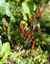 Attēlu rezultāti vaicājumam “Syringa vulgaris fruit”