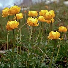 Image result for Trollblume