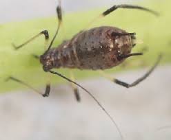 Attēlu rezultāti vaicājumam “Uroleucon hypochoeridis”