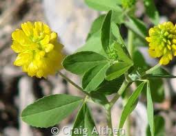 Attēlu rezultāti vaicājumam “Trifolium aureum fruit”
