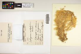 Attēlu rezultāti vaicājumam “Sphagnum flexuosum”