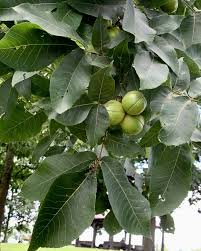 Attēlu rezultāti vaicājumam “Carya”