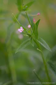 Attēlu rezultāti vaicājumam “Epilobium”