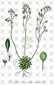 Attēlu rezultāti vaicājumam “Erophila verna fruit”