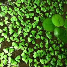 Attēlu rezultāti vaicājumam “Ricciocarpos natans”