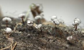 Attēlu rezultāti vaicājumam “Physarum gravidum”