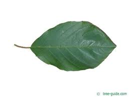 Attēlu rezultāti vaicājumam “Frangula alnus leaf”