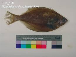 Image result for Hippoglossoides platessoides