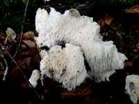 Attēlu rezultāti vaicājumam “Hericium cirrhatum”