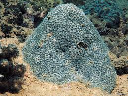 Attēlu rezultāti vaicājumam “Mylia anomala”