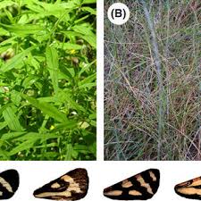 Attēlu rezultāti vaicājumam “Parasemia plantaginis”