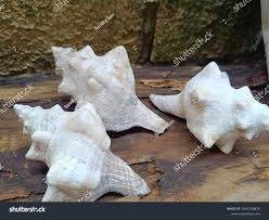 Image result for Triplofusus giganteus