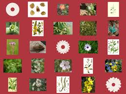 Attēlu rezultāti vaicājumam “Saussurea esthonica flower”