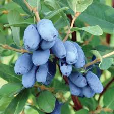 Attēlu rezultāti vaicājumam “Lonicera caerulea var. pallasii”