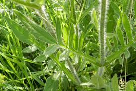 Image result for Knautia arvensis